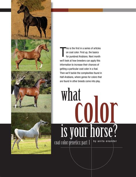 What Color Is Your Horse? Part 1 by Arabian Horse World - Issuu