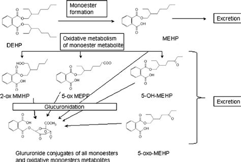 1 DEHP and metabolites used to estimate DEHP exposure. | Download Scientific Diagram