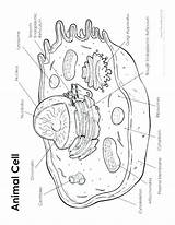 Simple Animal Cell Coloring Page Pages sketch template