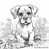 Boxer Dogs Coloring Pages  Free & Printable sketch template