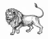 Printable Coloring Pages Lion sketch template