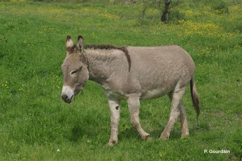 Equus asinus Linnaeus, 1758 - Ane domestique-Présentation