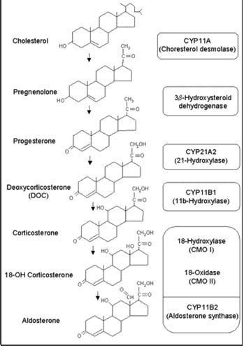 Aldosterone Deficiency and Resistance - Endotext - NCBI Bookshelf