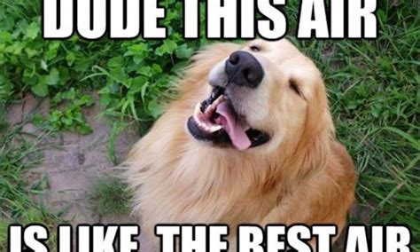 11 National Dog Day Memes That Are Just As Hilarious As They Are Cute