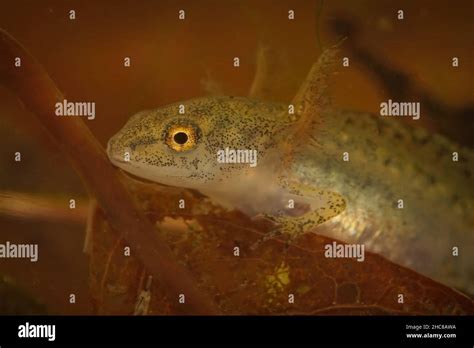 TODOCloseup on an aquatic larvae Alpine newt , Ichthyosaura alpestris with it's large branched ...