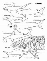Coloring Sheets Of Sharks sketch template