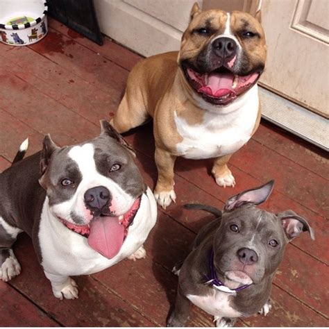 Gorgeous #Pitbull family | Bully dog, Pitbull dog, Baby dogs