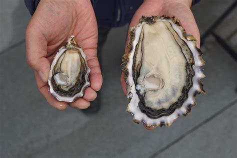 Our Story | Fanny Bay Oysters, British Columbia | Fanny Bay Oysters ...