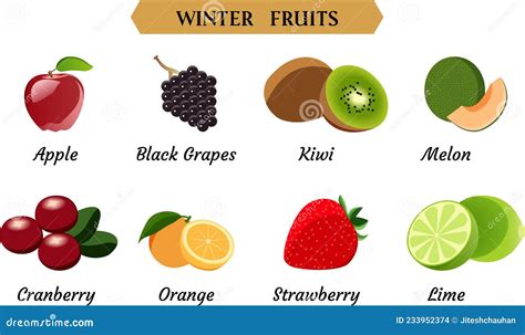 Winter Fruits Vector Illustration, Simple Fruits Vector Illustration Stock Vector - Illustration ...