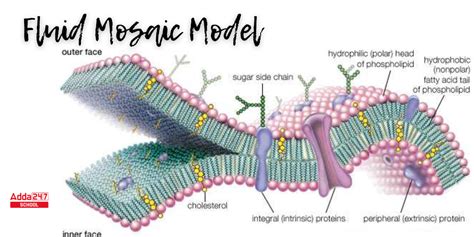 Labelled Diagram Of Fluid Mosaic Model Of Plasma Membrane Ex