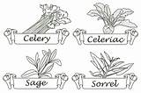 Spices Coloring Template Pages Spice Sketch Page sketch template