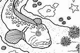 Coloring Pages  Activities Monterey Bay Aquarium sketch template