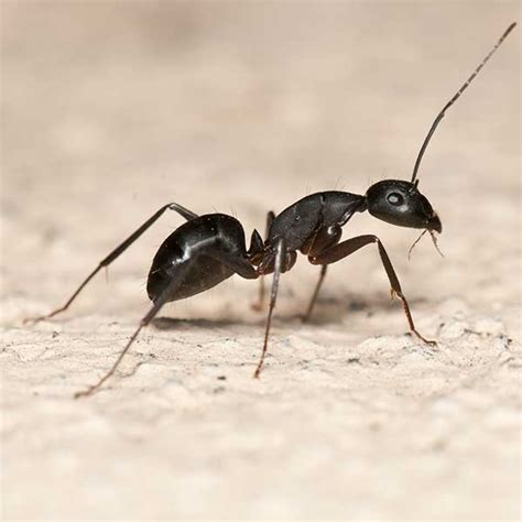 Black Ant Pest Control | Pest Control