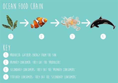 Phytoplankton Food Chain In The Ocean - meme trends icons