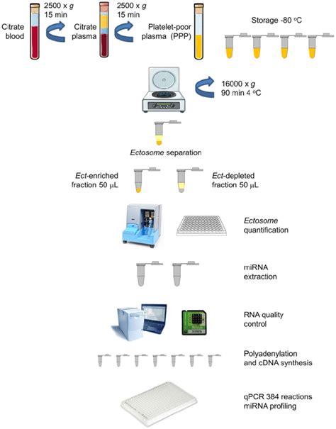 Circulating Ects and plasma supernatant: workflow for miRNA extraction ...