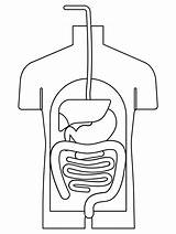 Digestive System coloring Page  ColouringPages sketch template
