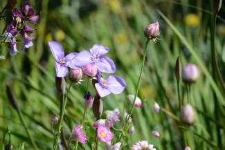 Patersonia occidentalis | Kings Park