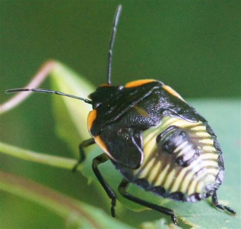 green stink bug (Chinavia hilaris) | Insect identification, Insects, Green stink bug