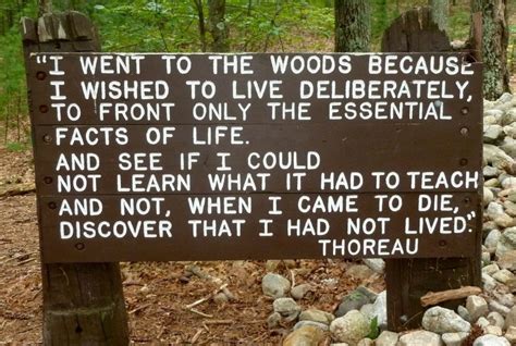 A (Transcendentalist) Walk in the Woods - Ecology Lesson Plan - ForestNation