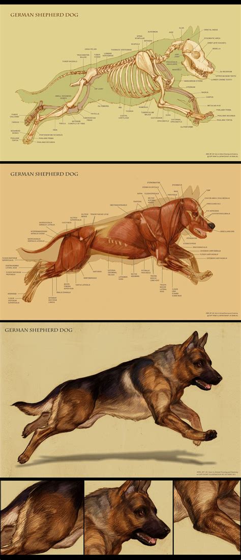 Dog Anatomy, Animal Anatomy, Anatomy Drawing, Dog Drawing, Muscle ...