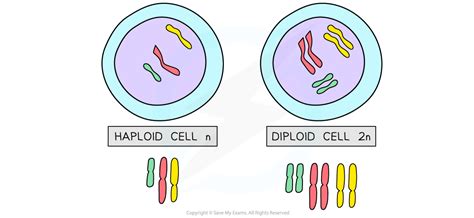 Diploid vs Haploid | Edexcel IGCSE Biology Revision Notes 2019