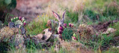 Great Texas Wildlife Trails - Wildlife - TPWD