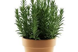 Rosemary Indoor | PlantShop.me