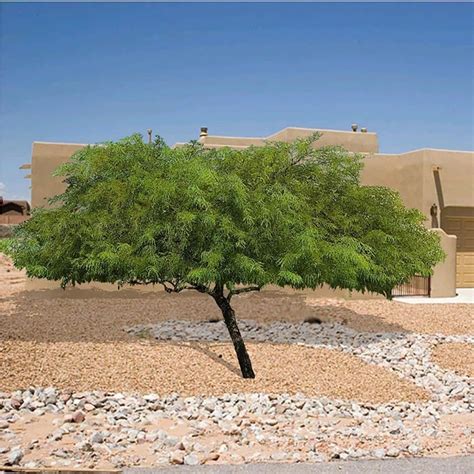 Chilean Mesquite Tree - Drought Tolerant Tree Guzmansgreenhouse.com