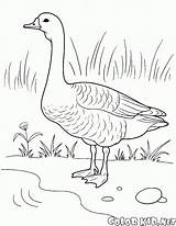 Coloring Page  Domestic animals sketch template
