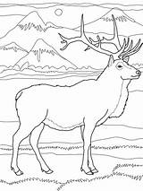 Elk Or Wapiti coloring Page  Free Printable Coloring Pages sketch template