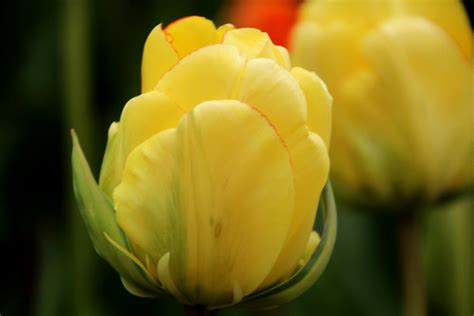 Yellow Tulip | Nahid V | Flickr