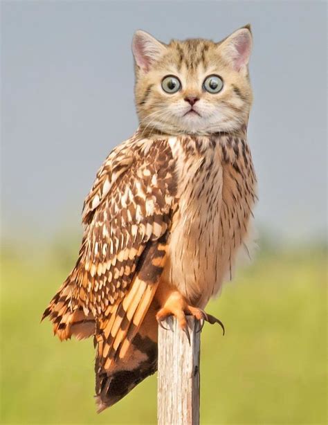 68 Unusual Cat And Bird Hybrids Bred In Photoshop (Add Yours) | Photoshopped animals, Animal ...