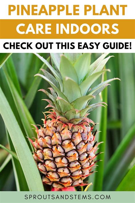 pineapple plant with text overlay that says pineapple plant care indoors check out this easy guide