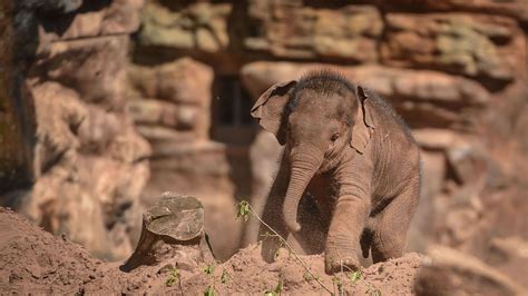 Two baby elephants die of virus at Chester Zoo despite efforts to save ...