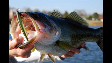 Winter Jerkbait Fishing: Pro Tips for Catching Largemouth Bass at Lake ...