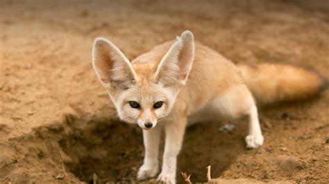 50 Fennec Fox Profile Facts: Baby, Pet, Traits, Size, Range - Mammal Age