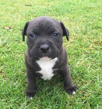 Gorgeous !!! English Staffy Puppies 6 English Staffordshire Bull Terrier Puppies FOR SALE. 2 ...