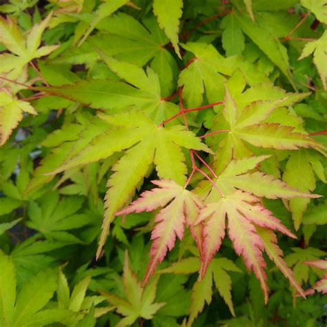 Acer palmatum 'Sango Kaku' | Western Star Nurseries