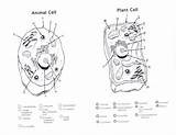 Animal Cell Coloring Page Colored sketch template