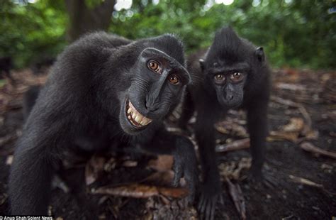 Macaques show why they are the happiest creatures in the animal kingdom ...