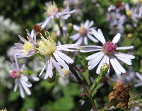 Blue Wood Aster (Aster Cordifolium)