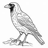 Premium Vector  Crow coloring Pages Animals sketch template
