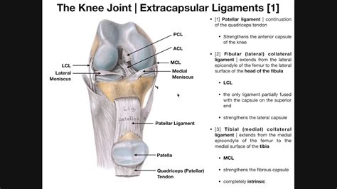 Ligament - Lateral Knee Ligament Injury Physio Check - gheybis-wall