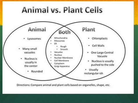 Plants Vs Fungi Vs Animals Venn Diagram - Wiring Diagram Pictures