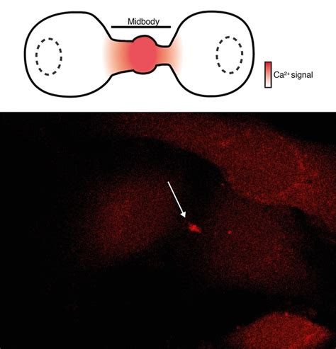 Figure 2. Increase of intracel [IMAGE] | EurekAlert! Science News Releases