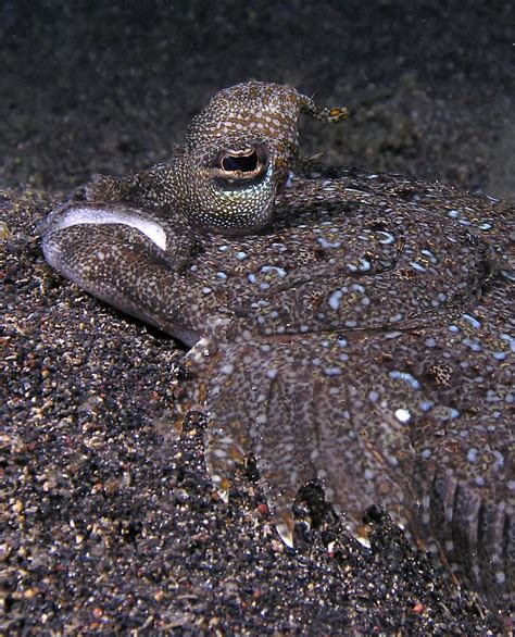 peacock flounder | Sea life, Macro photos, Under the sea