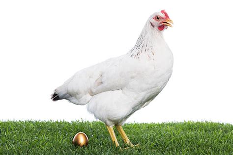 Best Hen Laying Golden Egg Stock Photos, Pictures & Royalty-Free Images ...