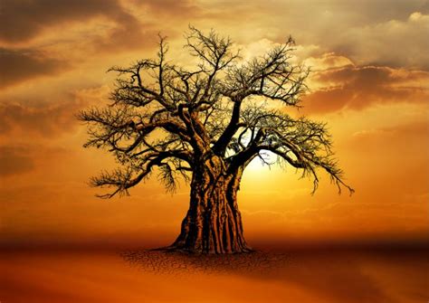 African Baobab tree sunset scene - Atlas Bear - Digital Art & AI, Landscapes & Nature, Other ...