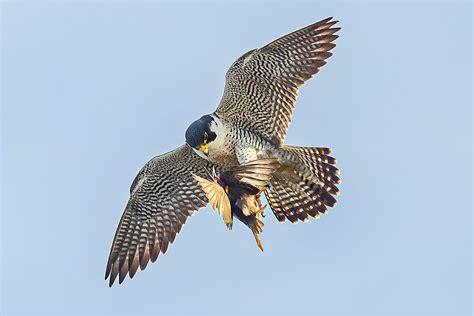 Peregrine Falcon In Flight #13 Photograph by Morris Finkelstein