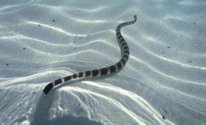 Belcher’s Sea Snake – "OCEAN TREASURES" Memorial Library